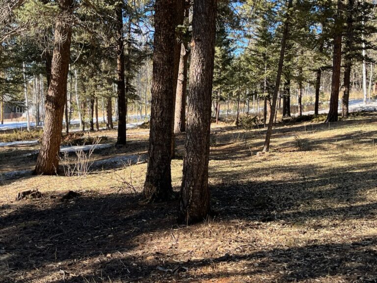 clearwater-landscaping-fire-mitigation-001