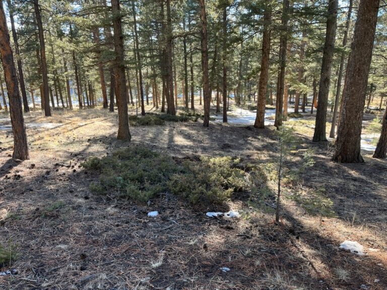 clearwater-landscaping-fire-mitigation-002