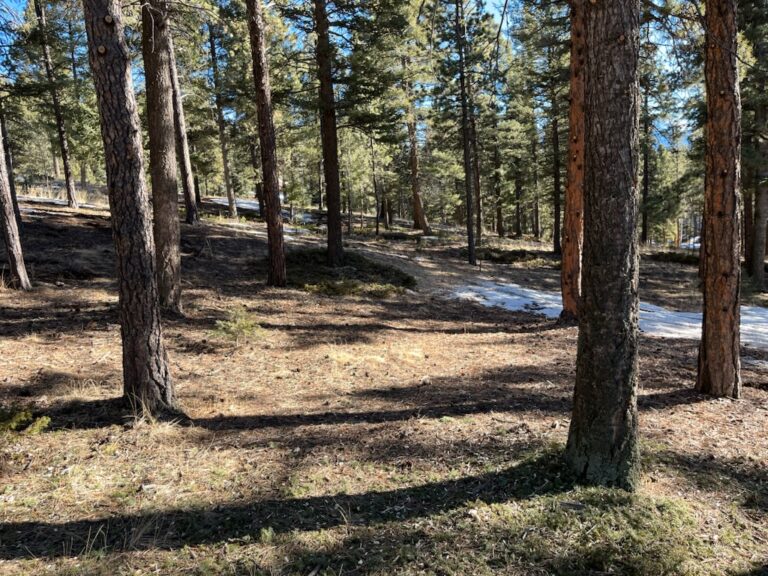 clearwater-landscaping-fire-mitigation-003