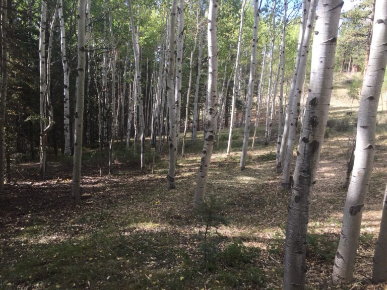 clearwater-landscaping-fire-mitigation-004