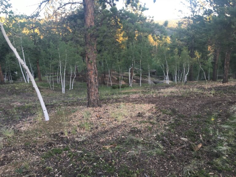 clearwater-landscaping-fire-mitigation-005