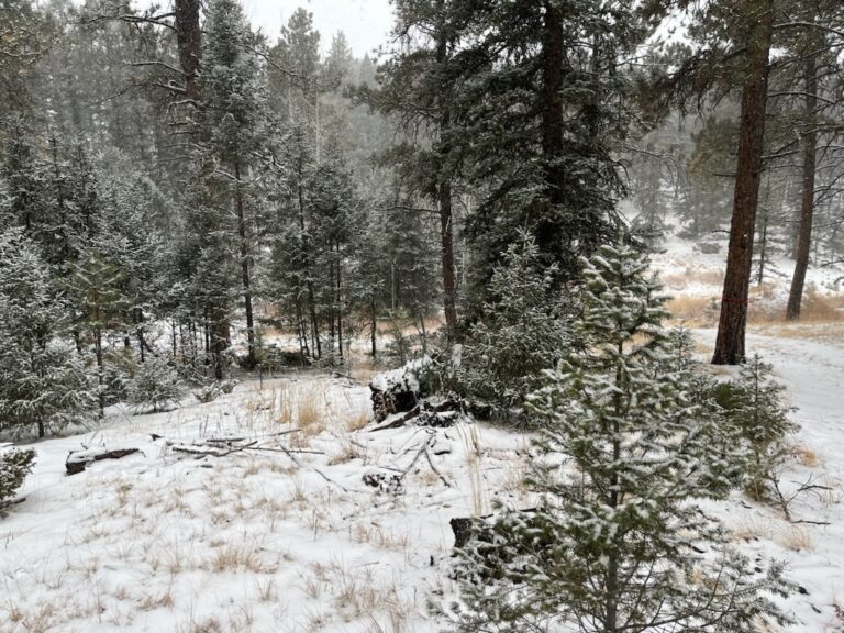 clearwater-landscaping-fire-mitigation-006