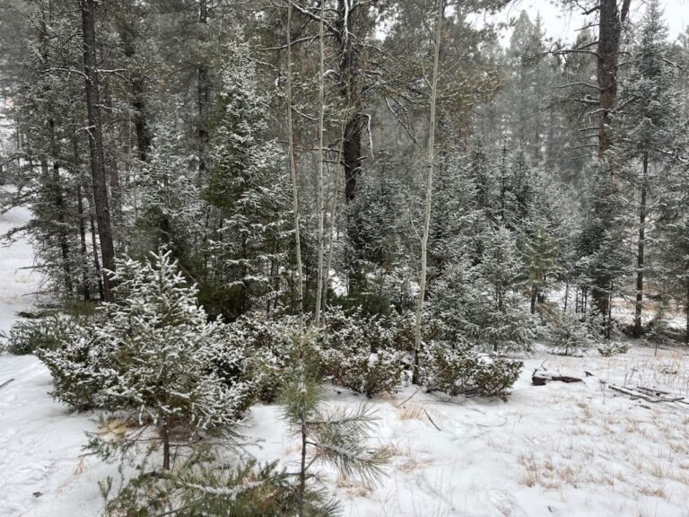 clearwater-landscaping-fire-mitigation-008