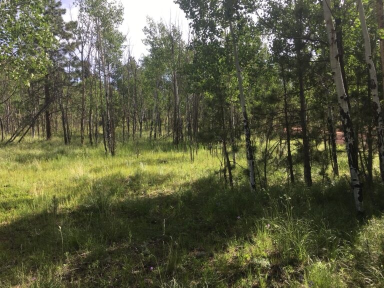 clearwater-landscaping-fire-mitigation-009